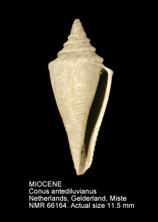 MIOCENE Conus antediluvianus.jpg - MIOCENEConus antediluvianusBruguière,1792